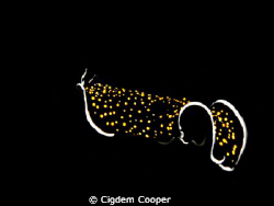 gold-dotted flatworm by Cigdem Cooper 